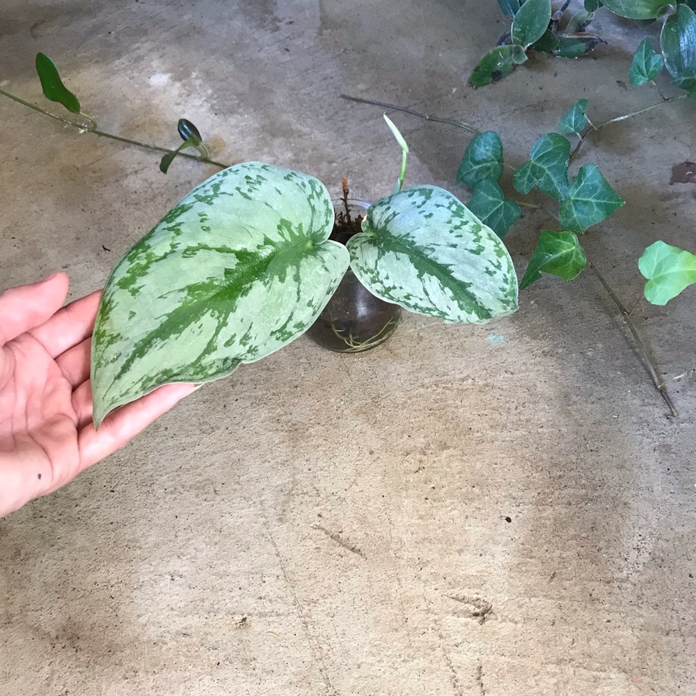 Scindapsus “silver lady” fully rooted plant live